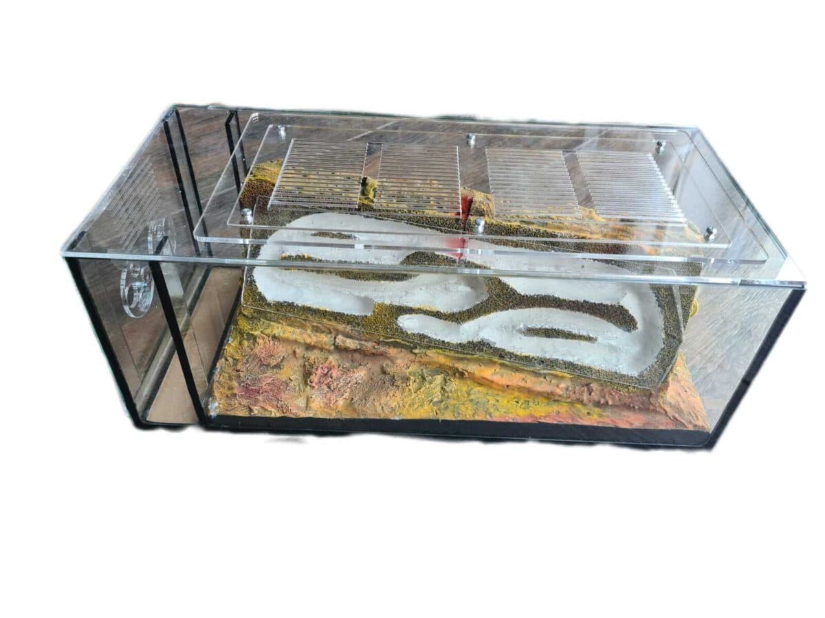 Formicarium „XLLLLL“ – ein großzügiger und innovativer Ameisenhabitat