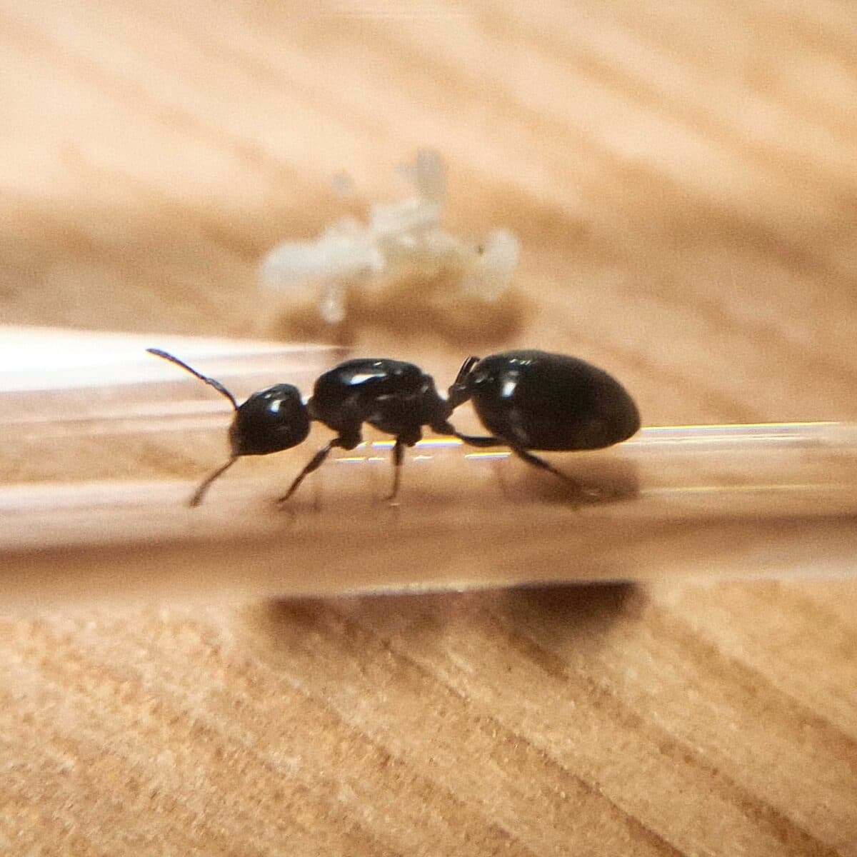 Anochetus modicus: Eine Miniatur-Ameisenskulptur.