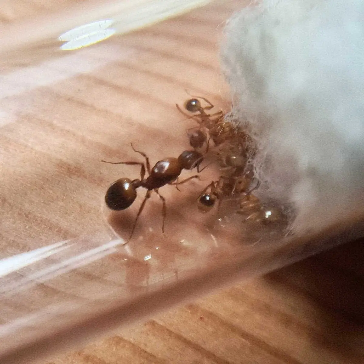 Hormiga 'Anochetus modicus' mostrando sus características.