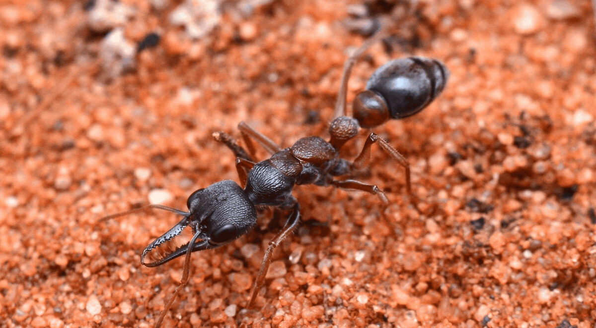 Myrmecia Varians: insetto potente e versatile.