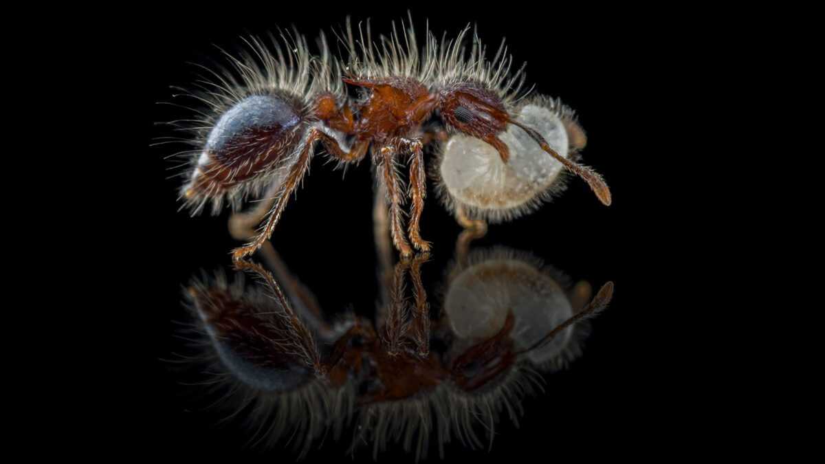 robotnik meranoplus bicolor 1 Meranoplus bicolor