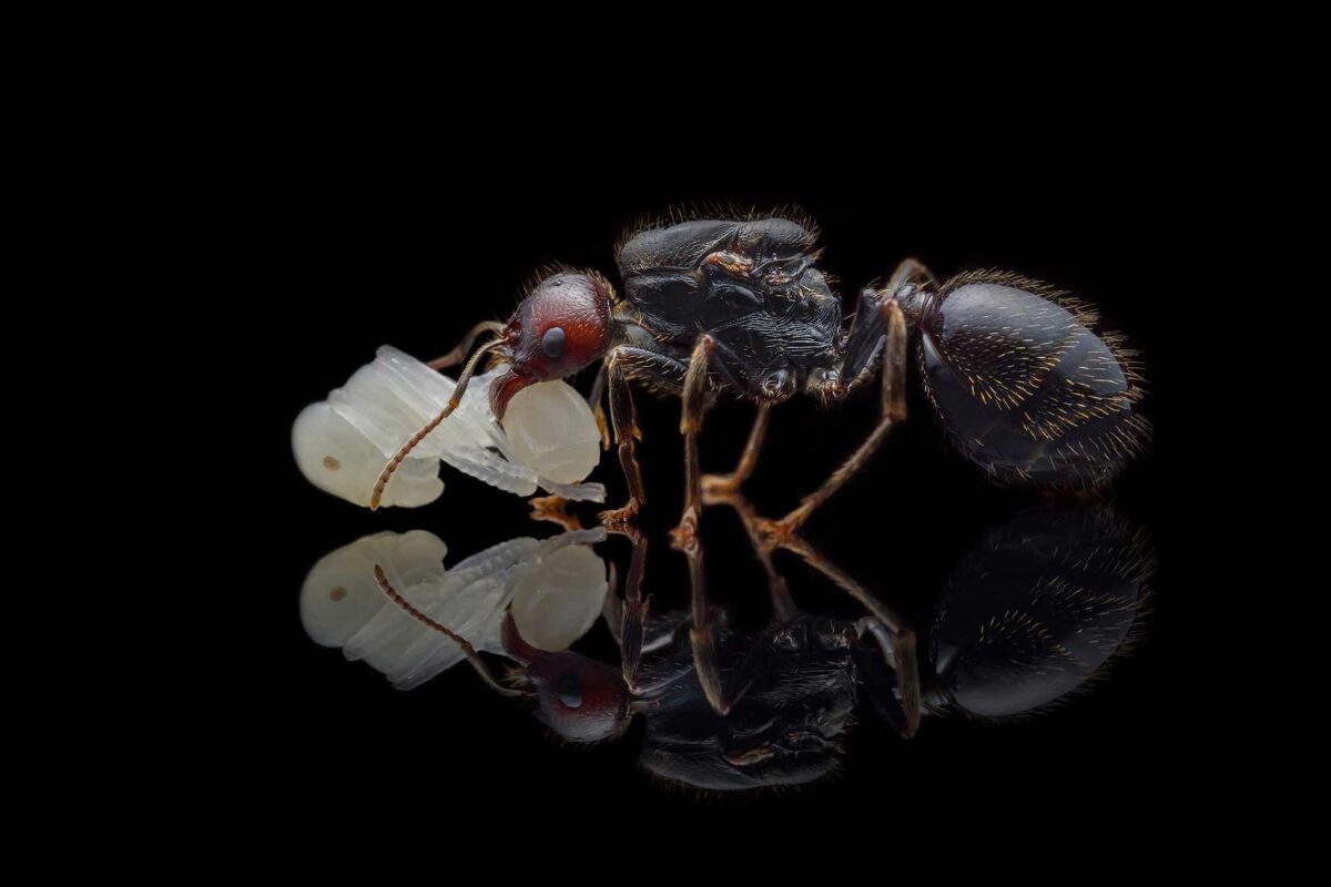 Gatunek mrówek „Messor barbarus” w pojemniku.