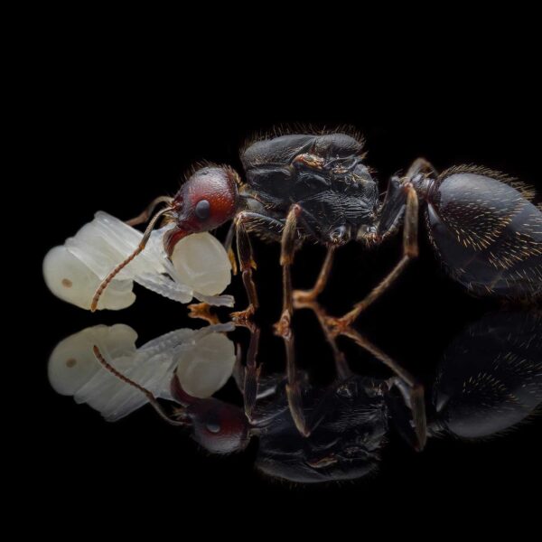 Especie de hormiga 'Messor barbarus' en un contenedor.