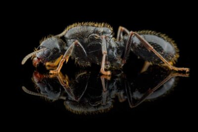 Messor structor (Mrówki stepowe): Kompletny poradnik pielęgnacji domowej  Buy Ants, Formicaria & Ant Accessories | AntOnTop