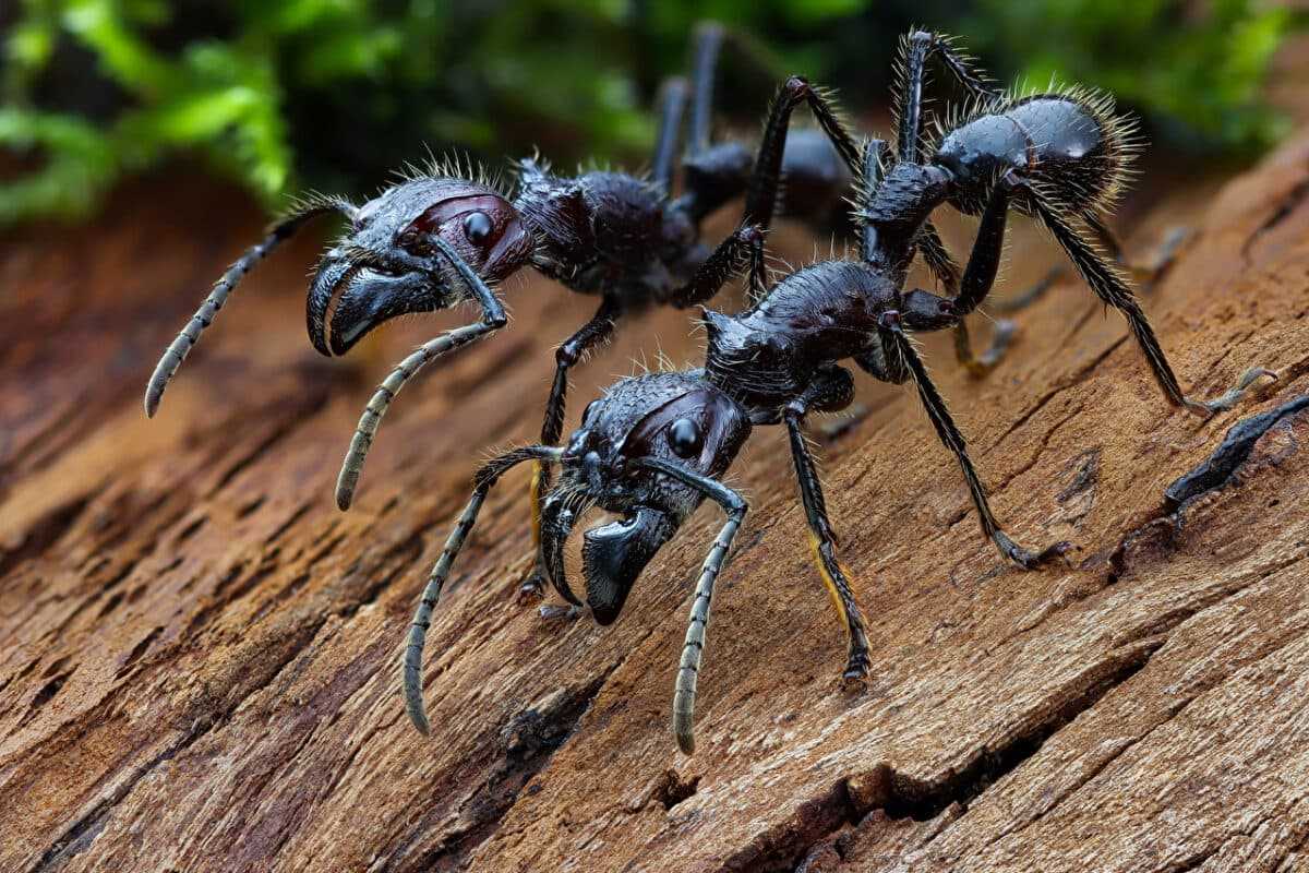 paraponera clavata Paraponera clavata