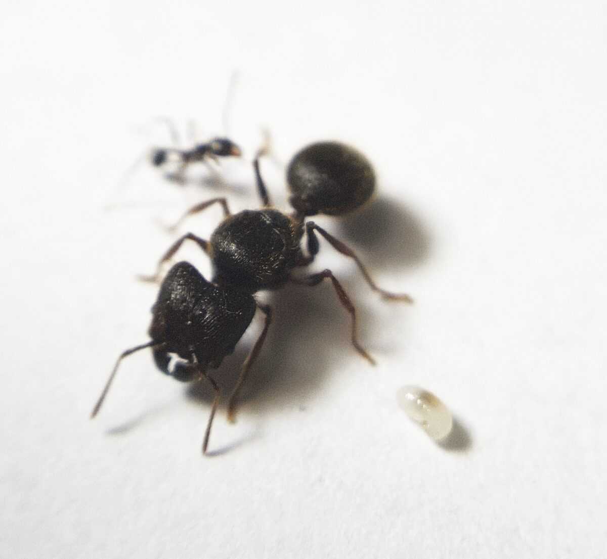 Pheidole dugasi à l'échelle Pheidole dugasi