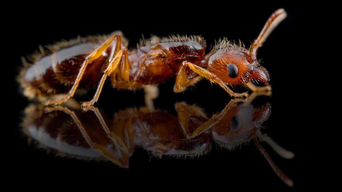 pheidole pallidula czarny Pheidole pallidula