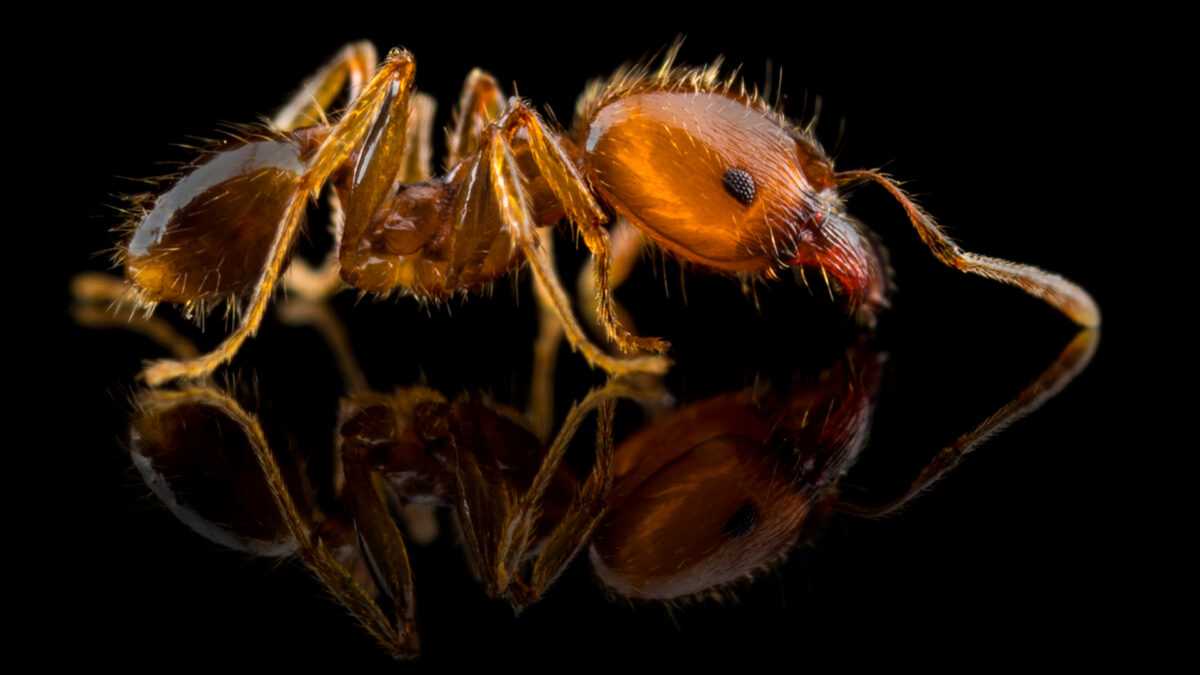 Pheidole pallidula mayor Pheidole pallidula