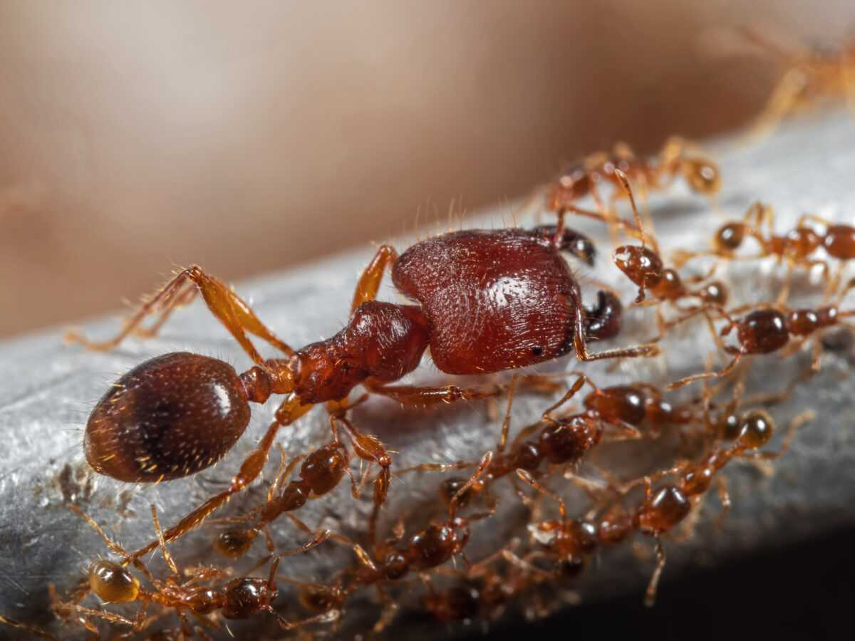 Pheidole yeensis escamada Pheidole yeensis