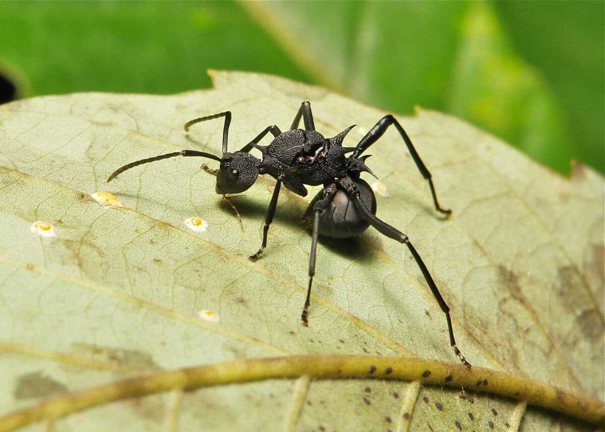 polyrhachis fuct Polyrhachis furcata