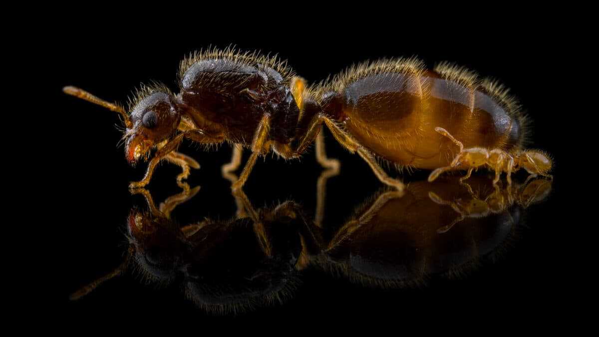 соленопсис Solenopsis fugax