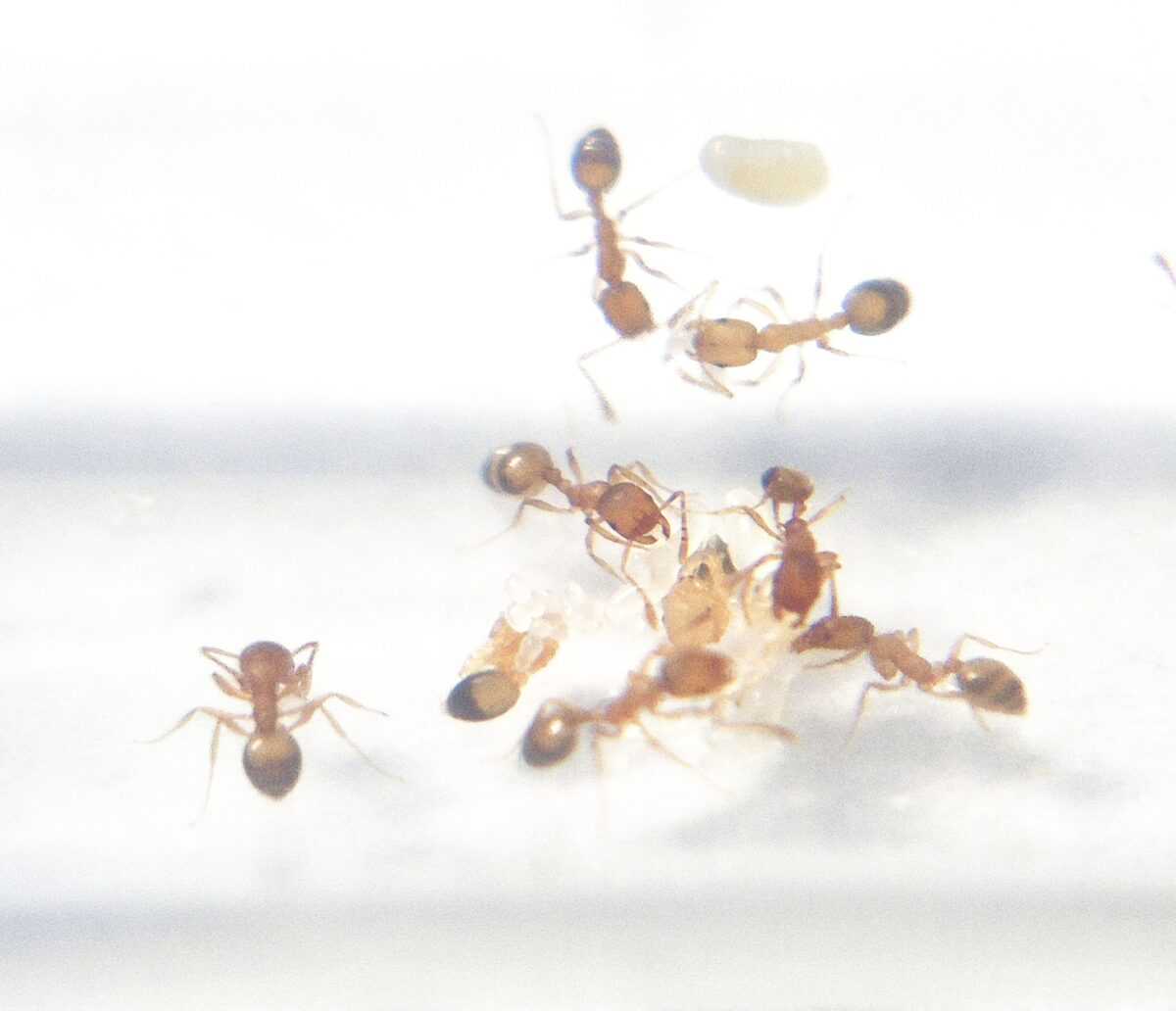 inshot 20240404 154141265 Monomorium pharaonis à l'échelle