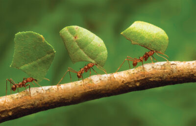 Niesamowita różnorodność mrówek  Buy Ants, Formicaria & Ant Accessories | AntOnTop