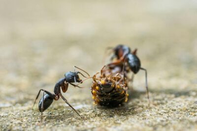 Co jedzą mrówki? Kompletny poradnik żywieniowy dla początkujących  Buy Ants, Formicaria & Ant Accessories | AntOnTop