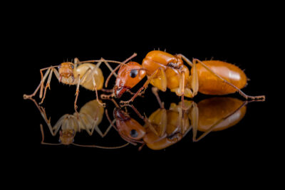 Niesamowita różnorodność mrówek  Buy Ants, Formicaria & Ant Accessories | AntOnTop