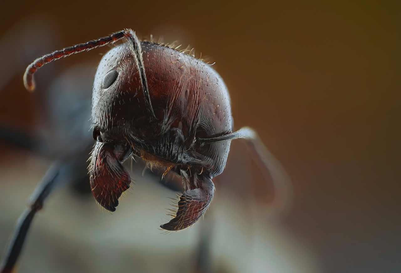 Najlepsze gatunki mrówek do hodowli mrówek – kompletny przewodnik dla początkujących  Buy Ants, Formicaria & Ant Accessories | AntOnTop