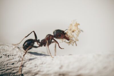 Najlepsze gatunki mrówek do hodowli mrówek – kompletny przewodnik dla początkujących  Buy Ants, Formicaria & Ant Accessories | AntOnTop