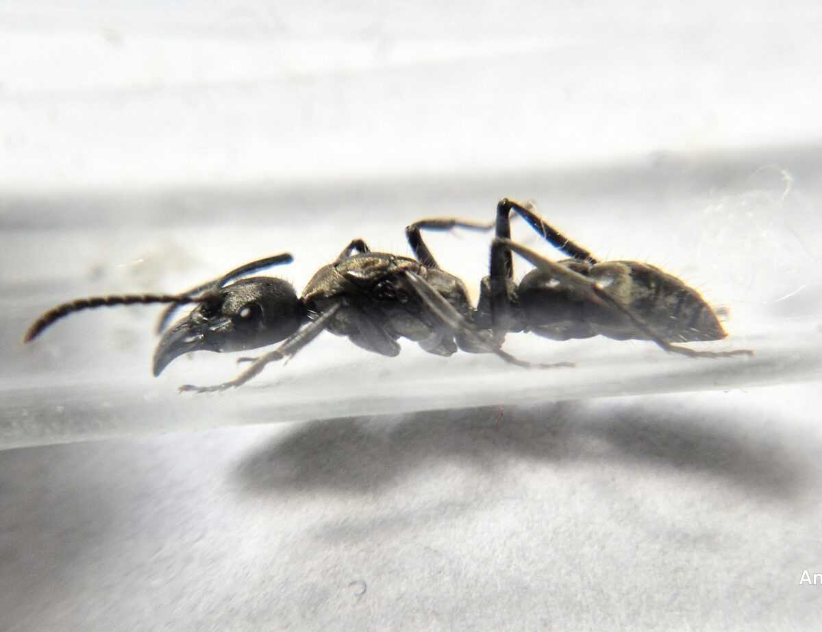 inshot 20240404 154226843 Neoponera villosa à l'échelle