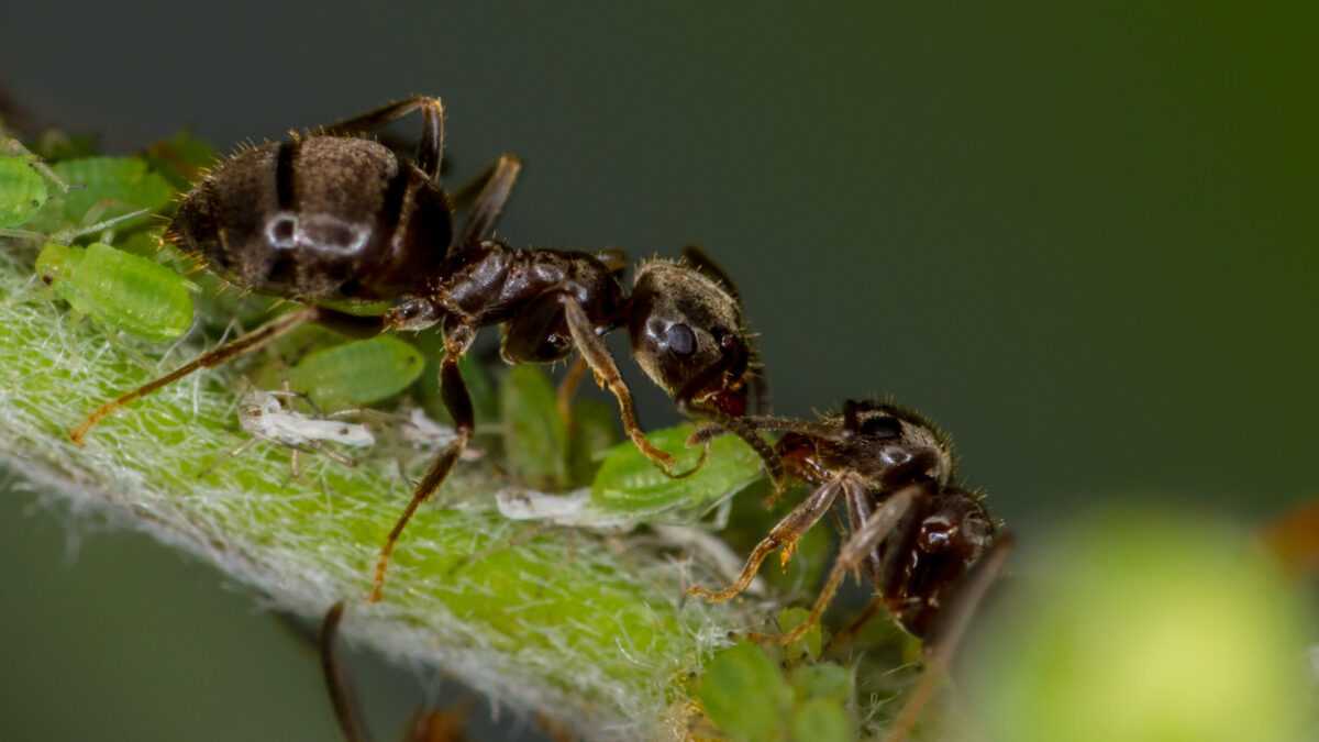 "Colonia de hormigas Lasius niger en acción".