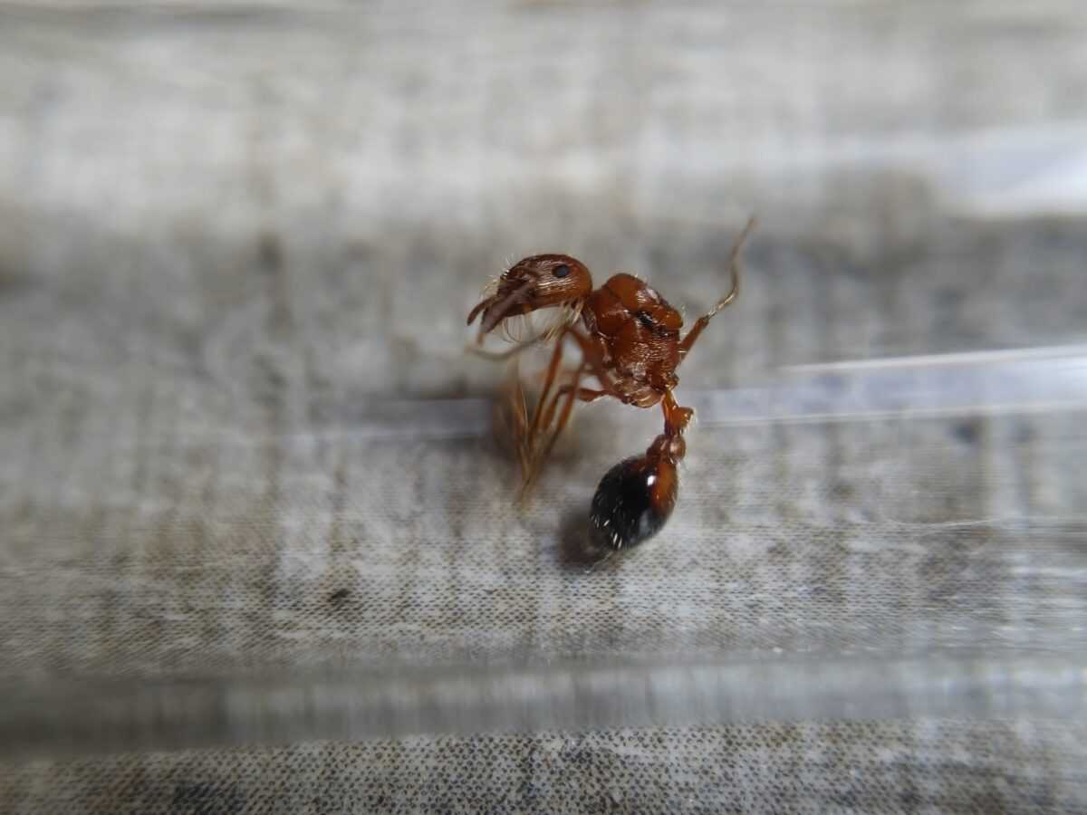 "Pogonomyrmex californicus: Powerful and efficient product."