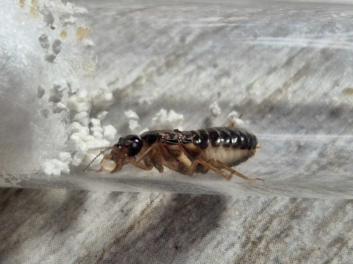 Struttura del termitaio "Macrotermes gilvus".