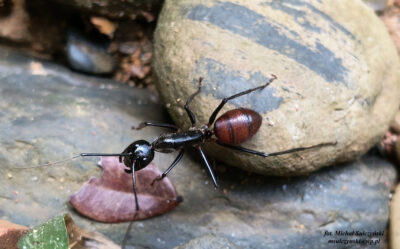 DInomyrmex Gigas 6