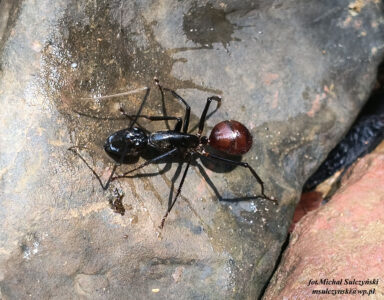 DInomyrmex Gigas 7