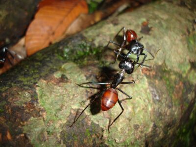 Dinomyrmex gigas 2