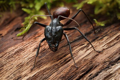 Dinomyrmex gigas 3
