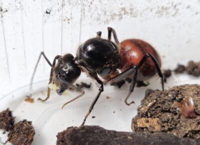 Dinomyrmex gigas q