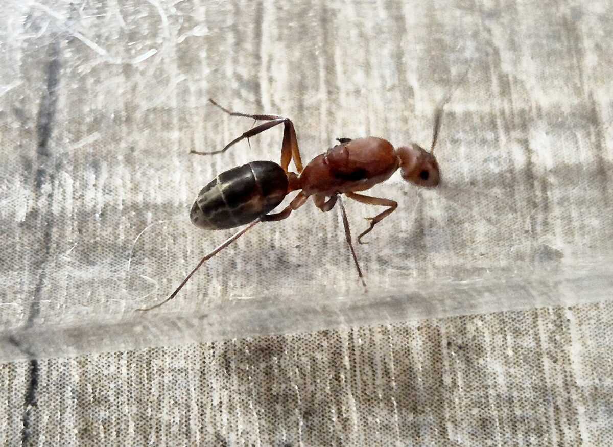 Продукт Camponotus vestitus - Виняткова якість.