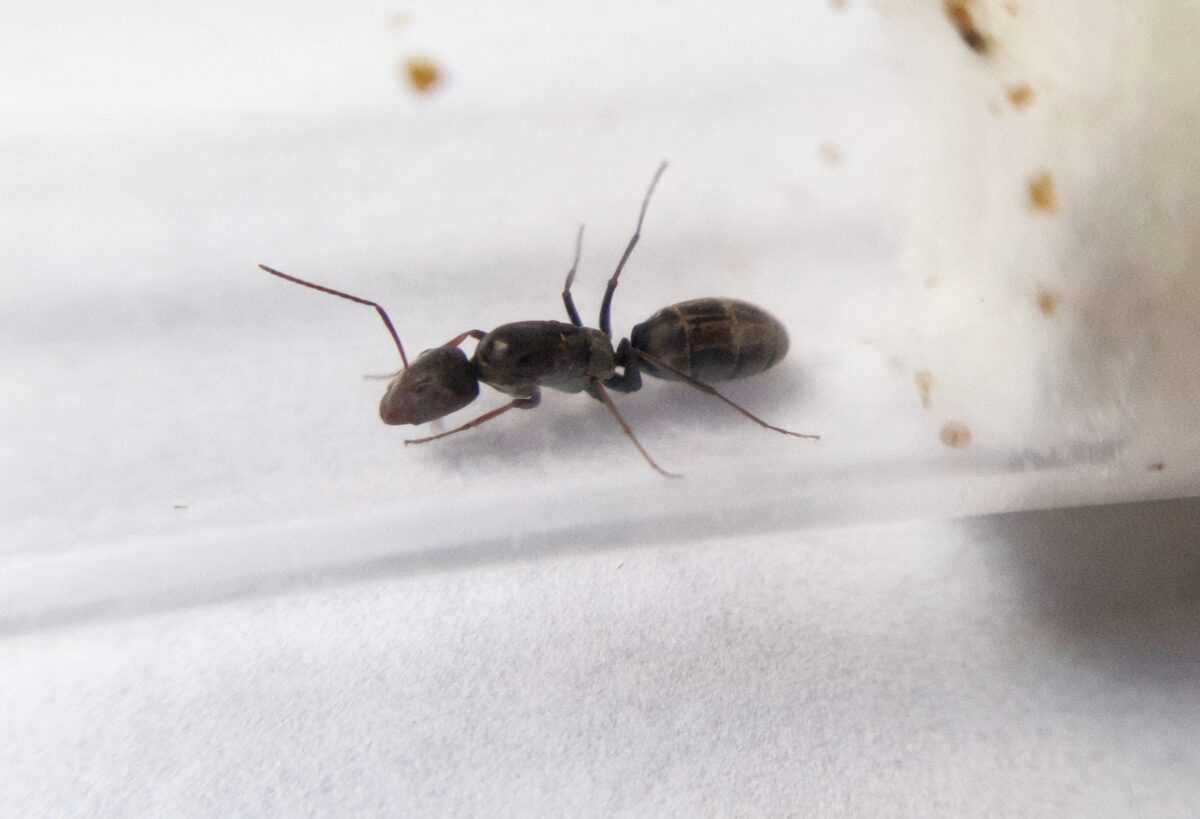 'Camponotus vestitus' ant colony in glass terrarium.