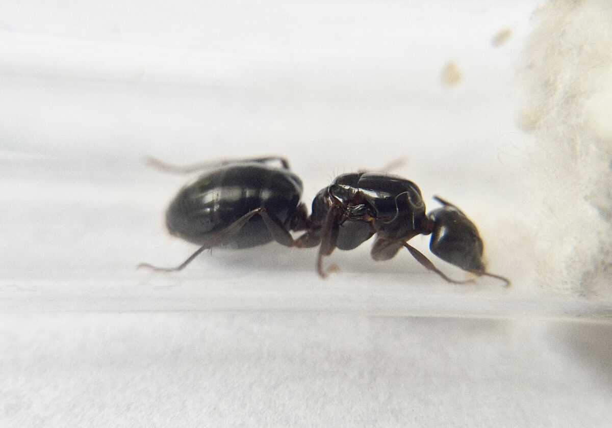 Ameisenkolonie „Camponotus vestitus“, bereit zum Verkauf.