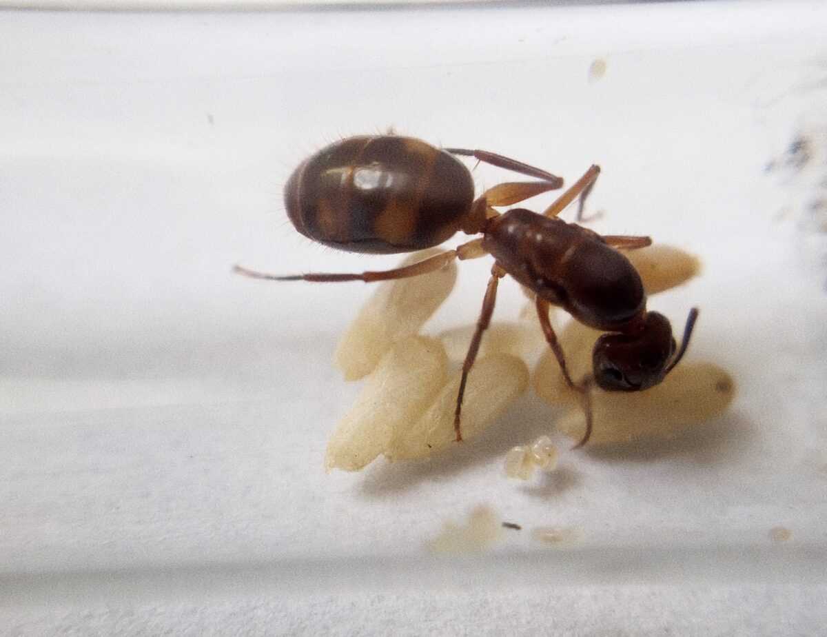 "Camponotus vestitus: Exquisite ant species specimen."