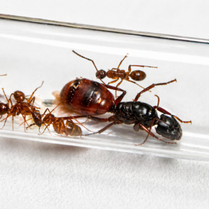 Identyfikacja królowej mrówek