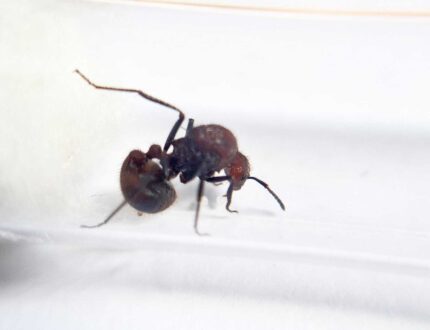 Myrmicaria natalensis