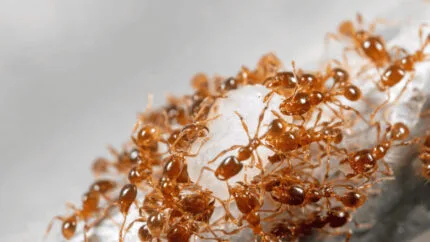 Pheidole pallidula