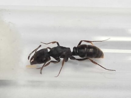 Ectomomyrmex Astutus