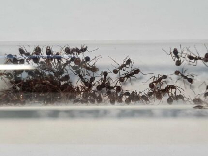 Aphaenogaster schurri