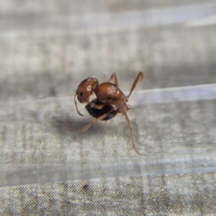 Pogonomyrmex Californicus