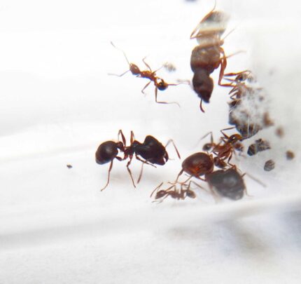 Pheidole elisae