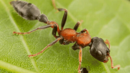 Tetraponera Rufonigra