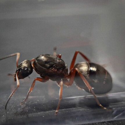 Formica cunicularia