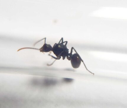 Polyrhachis Arborea