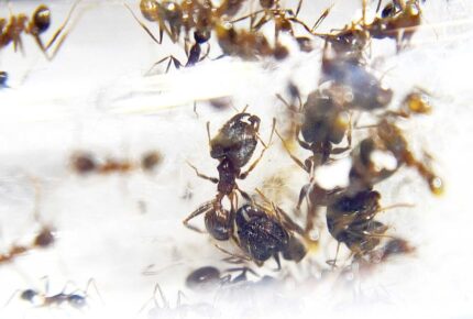 Pheidole protea