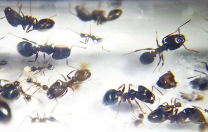 Pheidole spathifera