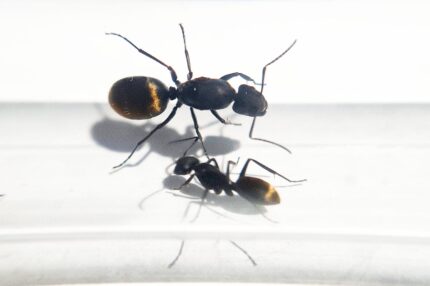 Camponotus Chilensis