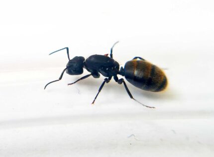 Camponotus darwinii