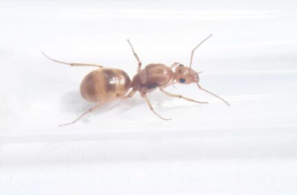 Myrmecocystus mexicanus