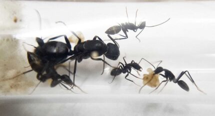Camponotus alii